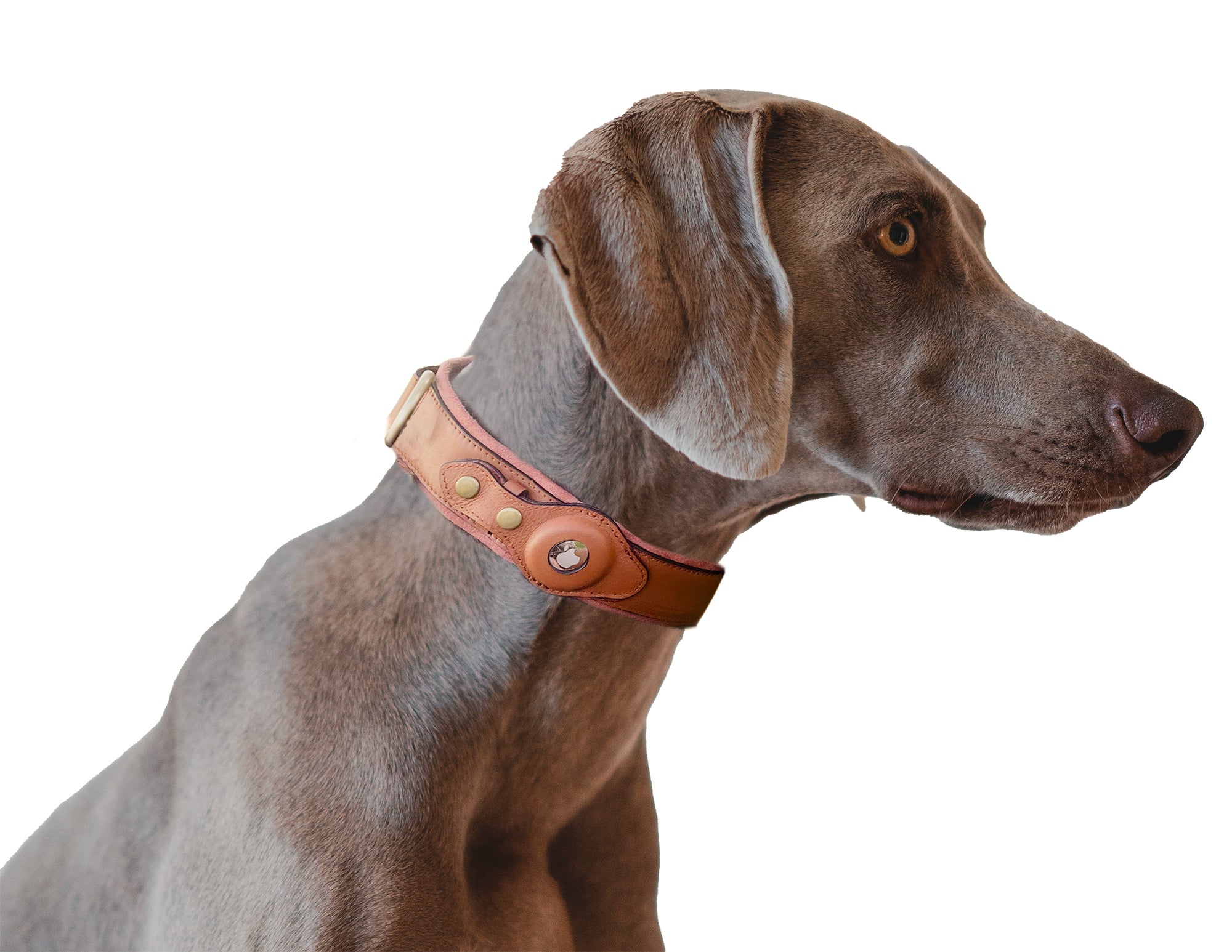 AirTag Dog Collar – Premium Leather & Anti-Loss Protection